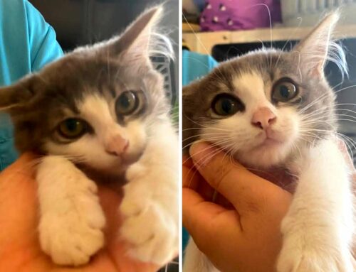 Senza adozione questa bella bambolina sarà rimessa in strada