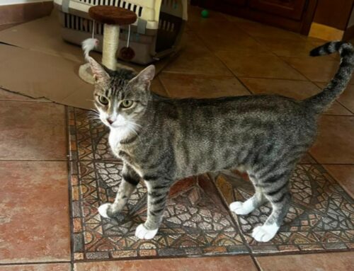 Gattina trovata abbandonata a Roma: ora servono stallo o adozione
