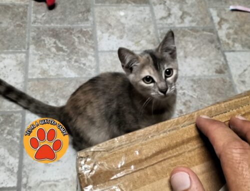 Gattina trovata a Campoloniano, per lei si cerca vecchia o nuova famiglia