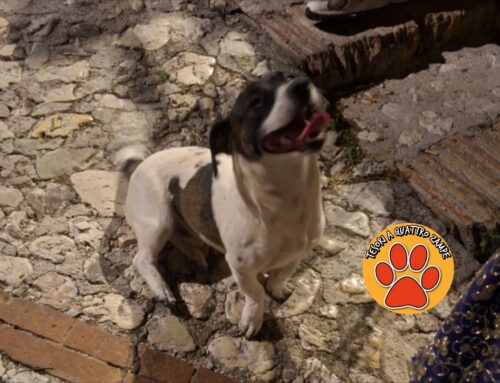 Cagnolino senza microchip trovato a Contigliano Alto, di chi è?