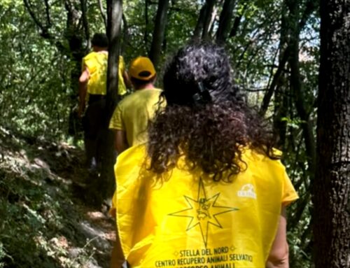Incendio sul Moregallo (Lecco), sul posto anche i volontari del CRAS Stella del Nord per segnalare animali selvatici in difficoltà