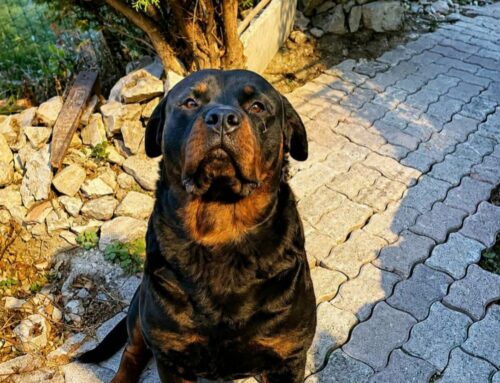 Cercasi adozione ad esperti della razza per questo bel Rottweiler dell’Abruzzo