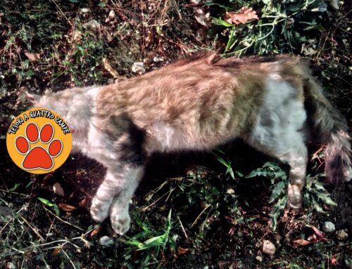 Gatto mortø investito in via Lisciano – Terminillese