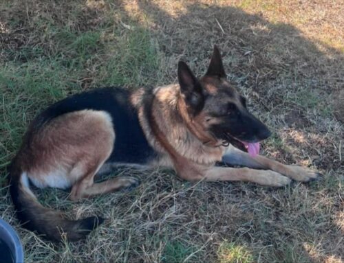 Cane Pastore Tedesco entrato in un giardino privato a Cantalupo in Sabina