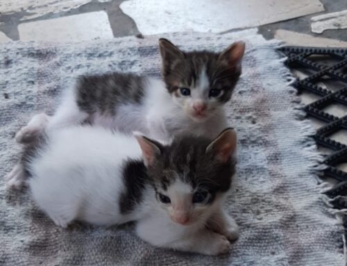 Due gattini da Terni in cerca di stallo e adozione