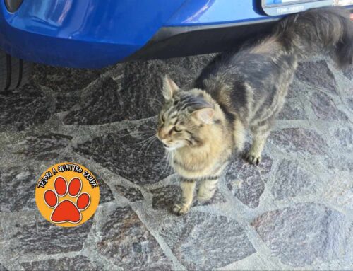 Gattino a Campoloniano, smarrito?