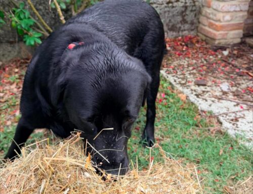 Cagnolona trovata a Chiesa Nuova: si cerca la famiglia