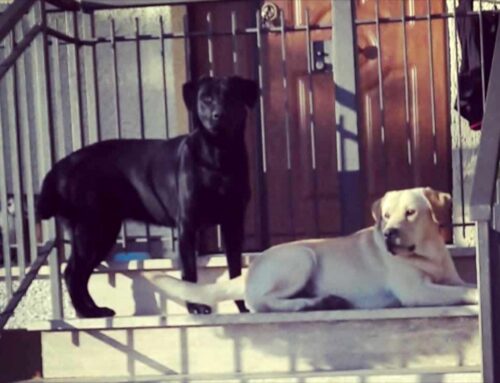 Smarriti due Labrador anziani da San Pietro di Poggio Bustone
