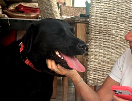 Tornata a casa la cagnolona in foto trovata a Chiesa Nuova. Grazie a chi l’ha soccorsa e alla lettrice di Tesori che l’ha riconosciuta