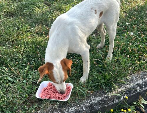 È scomparso il cagnolino di quartiere di Quattro Strade: qualcuno lo ha visto?