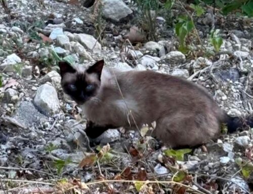 Gattino vagante da giorni sulla strada di San Pastore zona Greccio