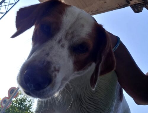 Pippo è tornato a Quattro Strade. Ricomparso dopo alcuni giorni di assenza