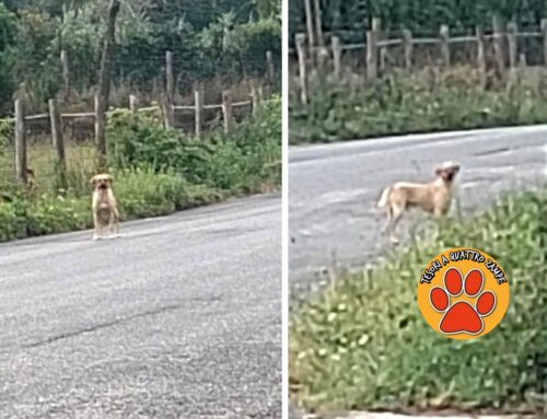 Cane a rischio investimento in via Torretta