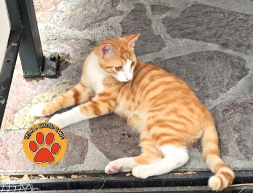 Gattino segnalato a Campoloniano, sosta davanti alla tabaccheria