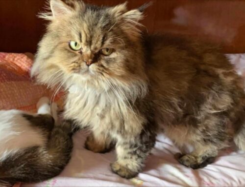 Leo, gatto persiano, smarrito da Santa Rufina