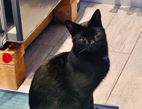 Rieti, smarrito gatto nero