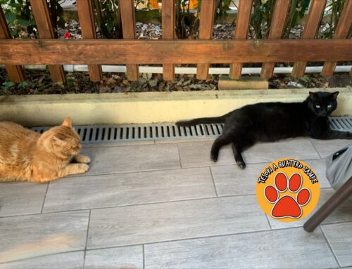 Scomparsi da giorni zona Macelletto (Rieti) i due gatti in foto