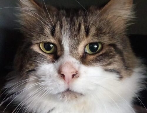 Gatto scappato da via Leoni a Rieti
