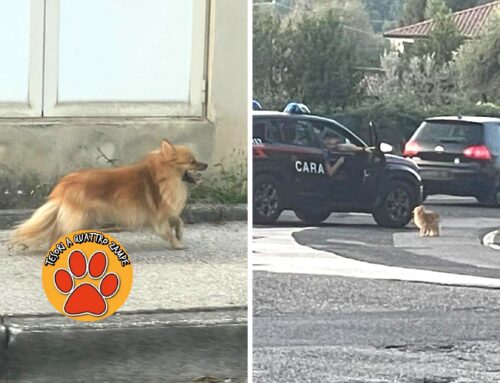 Volpino vagante tra le auto in via Togliatti a Rieti