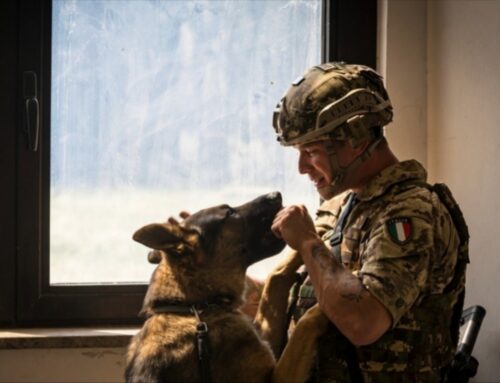 Giornata Mondiale del Cane, Ministero Difesa: Prima ci si conosce, poi si lavora insieme ed infine ci si fida l’uno dell’altro