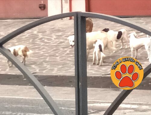 Segnalato branco di cani vagante davanti la caserma dei pompieri di Rieti