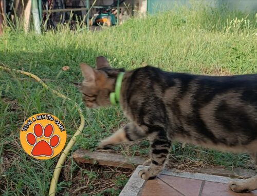 Gatto comparso in un giardino del Borgo a Rieti (Lazio)