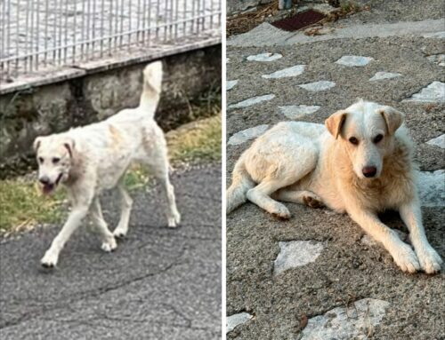 Si cerca aiuto per questi cani di Cottanello