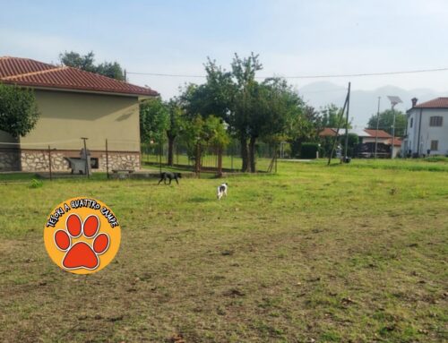 Segnalati due cani zona Aeroporto Ciuffelli di Rieti