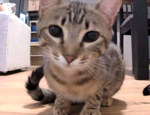 Smarrita la gattina Minù da Città Giardino