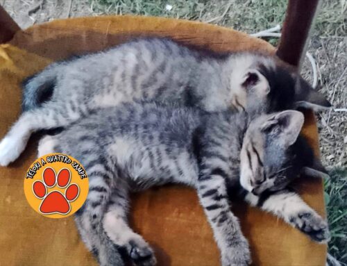 Gattini in cerca di adozione: sono rimasti orfani