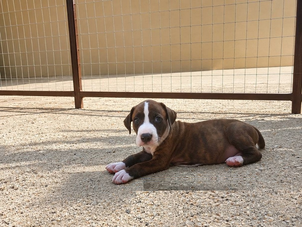 cane_Cagnolino_capitain_loredana_sofia
