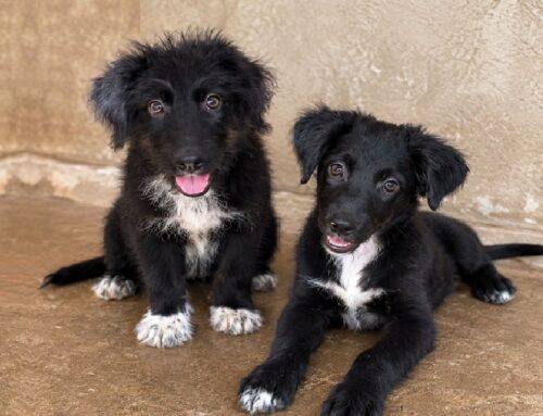 In foto Seth e Soren, cuccioli trovati abbandonati in un canneto nei pressi del Canile di San Salvo (Abruzzo)