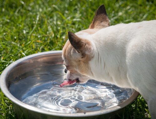 Mettiamo acqua a gatti e cani randagi e agli uccelli assetati