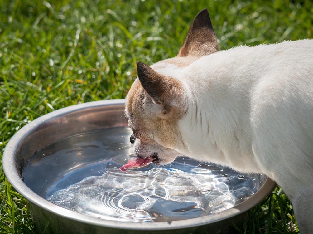 cane_chihuahua_ciotola_acqua_buona