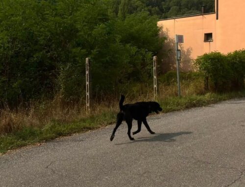 Cane nero vagante a Contigliano: smarrito o vive in zona?