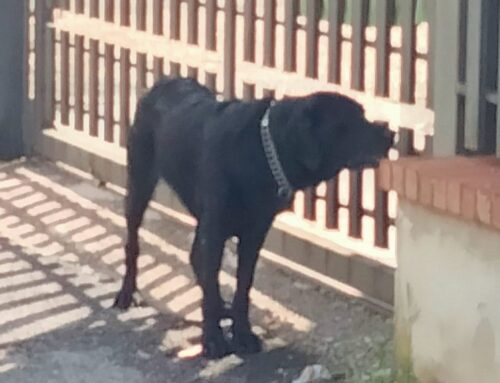 Cane segnalato in strada a Piani Poggio Fidoni