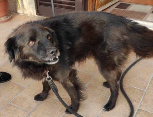 Ettore, 14 anni, comparso a Cantalupo in Sabina: di chi è?