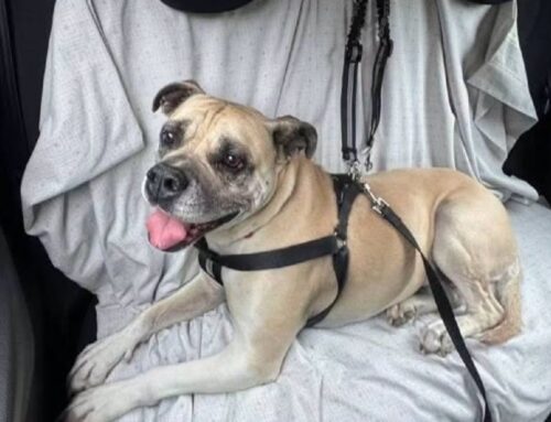 Layla, la cagnolina che ama il mondo. Simil American Stafford Shire Terrier di 8 anni