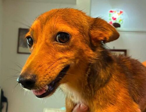 Trovata in strada, senza microchip. Nessuno l’ha reclamata: si inizia la ricerca di una bella adozione