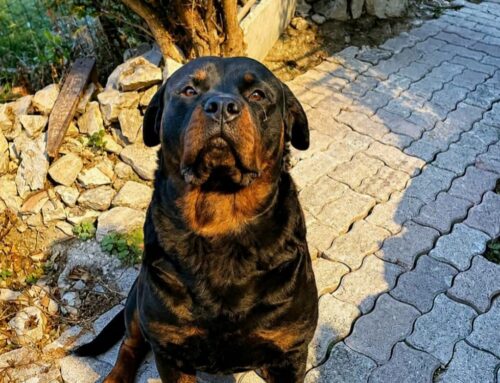 Cercasi adozione ad esperti della razza per questo bel Rottweiler dell’Abruzzo