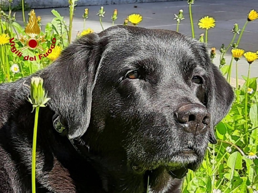 cane_vigili_del_fuoco_liguria