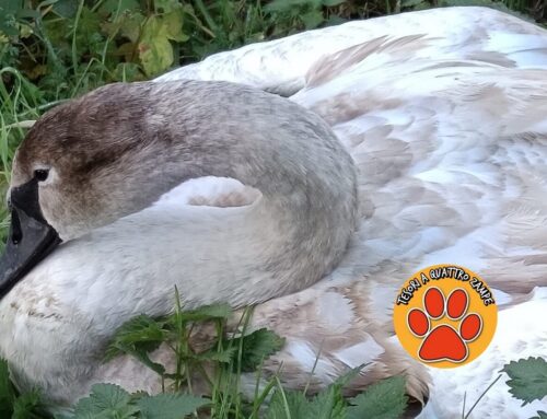 Liberato un cigno rimasto vittima di ami e attrezzatura da pesca: decisivo l’intervento delle Guardie del Parco Naturale Bracciano-Martignano 