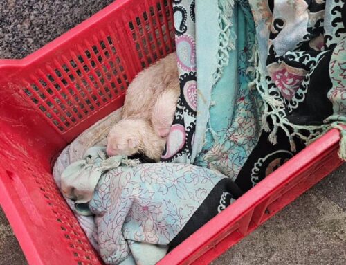 Cuccioli di cane trovati abbandonati in pieno centro a Poggio Mirteto. Le volontarie P&F: “Trogloditi”