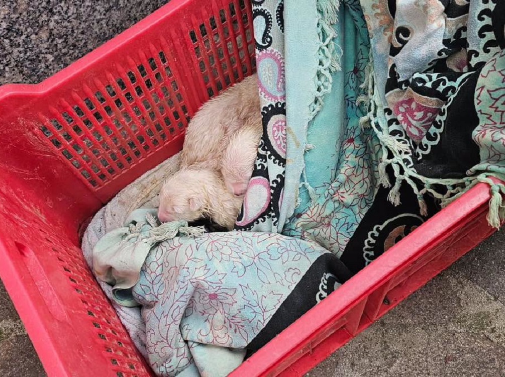 cuccioli_cane_abbandoanti_poggio_mirteto