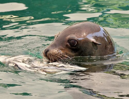 A Ferragosto il BioParco di Roma è aperto e propone gli incontri educativi “Chi non si adatta è perduto” e gli appuntamenti con i pasti degli animali