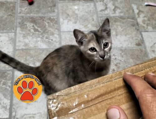 Gattina trovata a Campoloniano, per lei si cerca vecchia o nuova famiglia