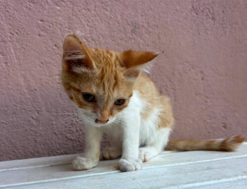 In foto uno splendido micino di 4 mesi, positivo all’herpesvirus felino, in cerca di famiglia