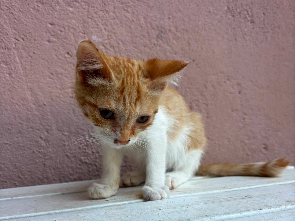 gatto_gattino_herpesvirus_felino_p&f