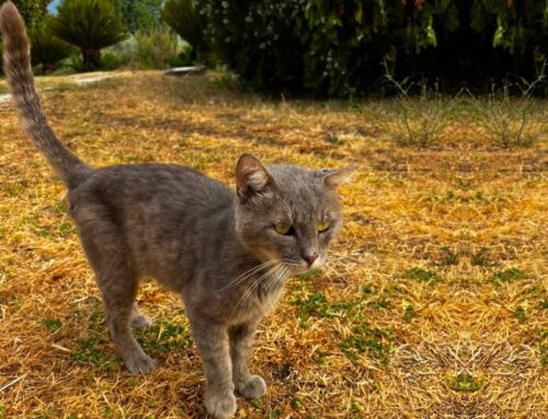 Bisogna trovare una famiglia a Bruno. Corsa contro il tempo