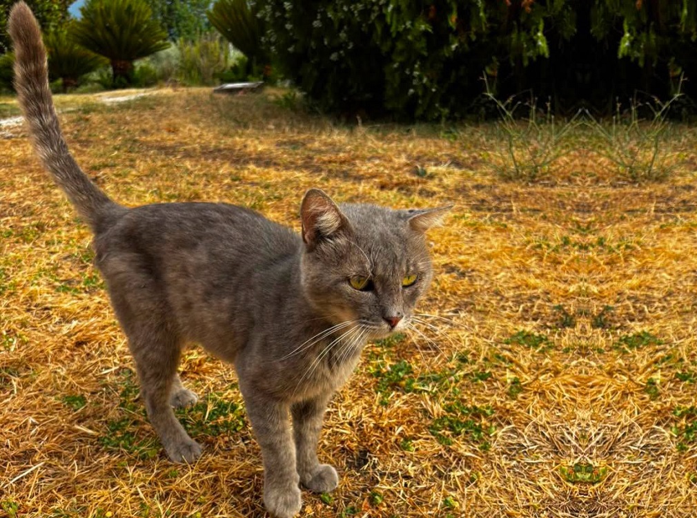 gatto_gattino_sabina